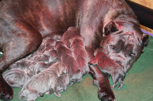 old world cane corso